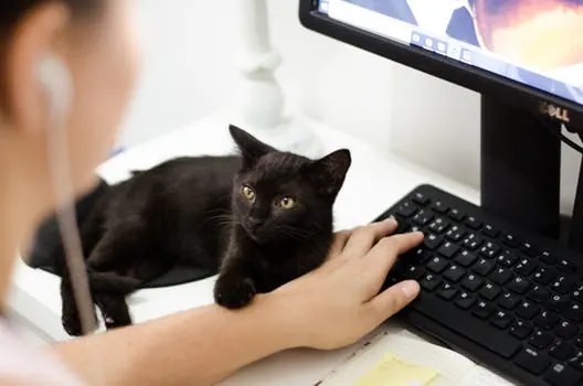 Devenir rédacteur web pour gagner 500 euros par mois